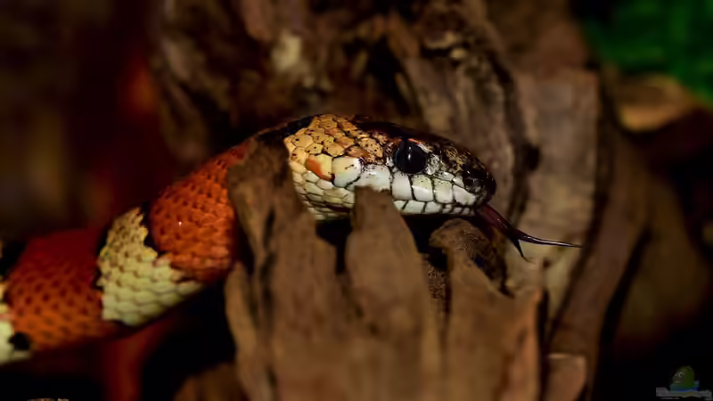 Ungiftige Schlangen für Anfänger - Der Leitfaden für einen sicheren und erfolgreichen Einstieg in die Terraristik