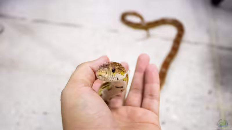 Ungiftige Schlangen für Anfänger - Der Leitfaden für einen sicheren und erfolgreichen Einstieg in die Terraristik