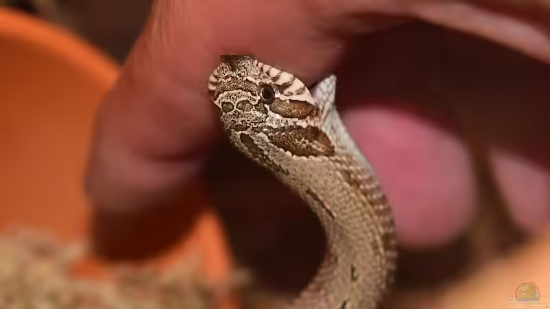 Ungiftige Schlangen für Anfänger - Der Leitfaden für einen sicheren und erfolgreichen Einstieg in die Terraristik