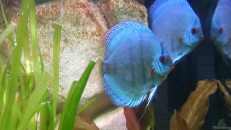 unglaublich die gleichen Diskus am 28.09.2008 von Malawi und Diskus Fan (5)