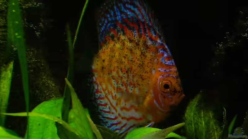 Unglaublich eine solche Schönheit von @quarium Cologne (100)