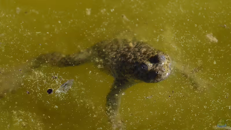 Unken: Die Besonderheiten dieser faszinierenden Amphibien