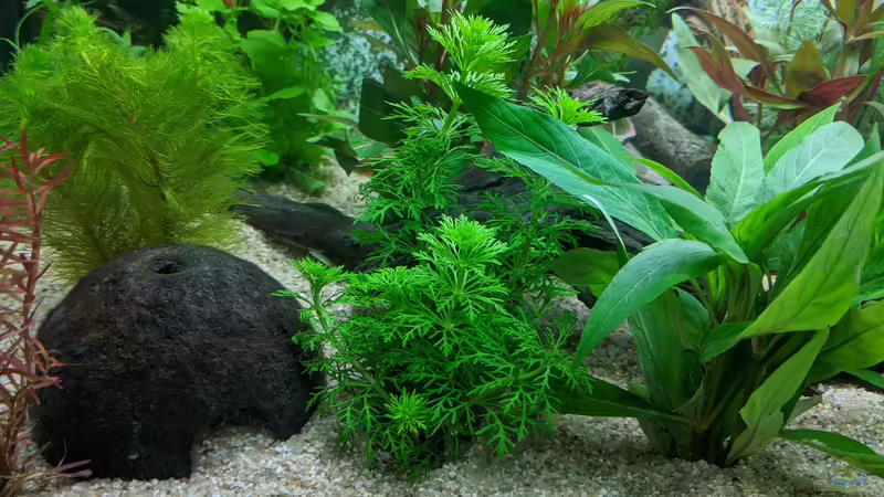 Unklare Pflanze (Hilfe wäre nett) 11.06.2020 von Ameisenalex (26)