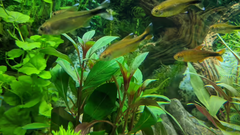 Unklare Pflanze (Hilfe wäre nett) 11.06.2020 von Ameisenalex (31)