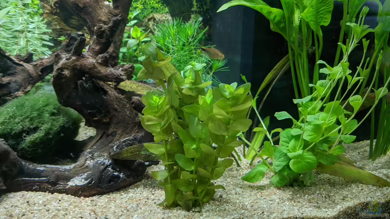 Unklare Pflanze (Hilfe wäre nett) 11.06.2020 von Ameisenalex (33)