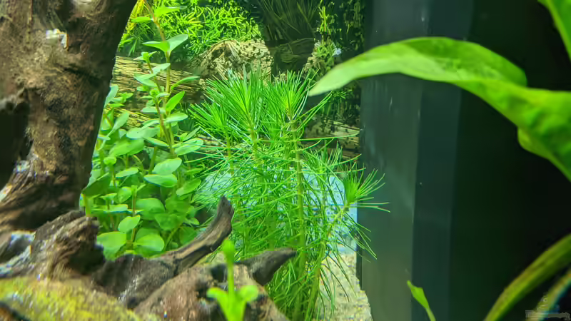 Unklare Pflanze (Hilfe wäre nett) 11.06.2020 von Ameisenalex (37)