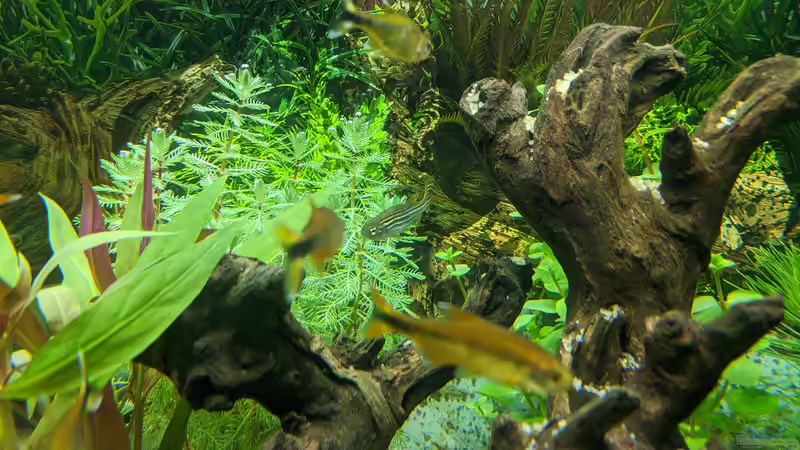 Unklare Pflanze (Hilfe wäre nett) 11.06.2020 von Ameisenalex (38)