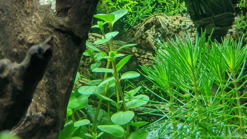 Unklare Pflanze (Hilfe wäre nett) 11.06.2020 von Ameisenalex (40)