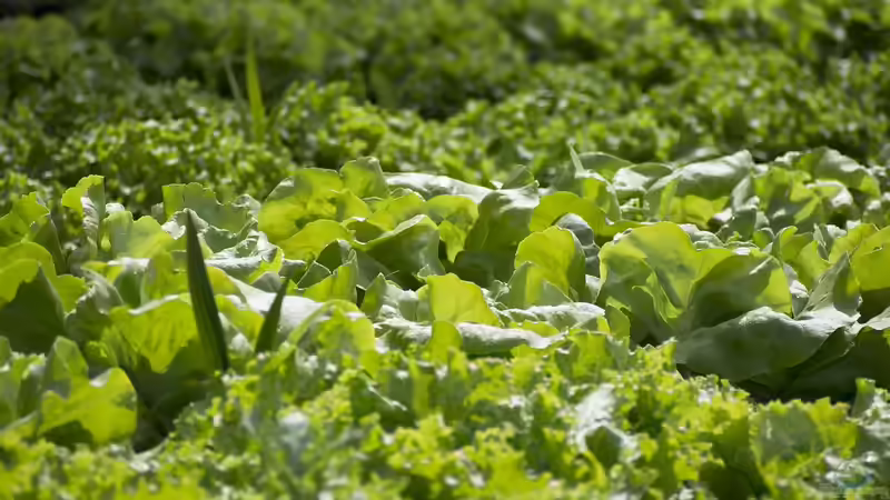 Unpassende Pflanzenkombinationen im Garten