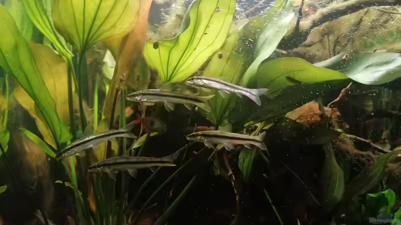 Unruhige Bande  von SaMü (23)