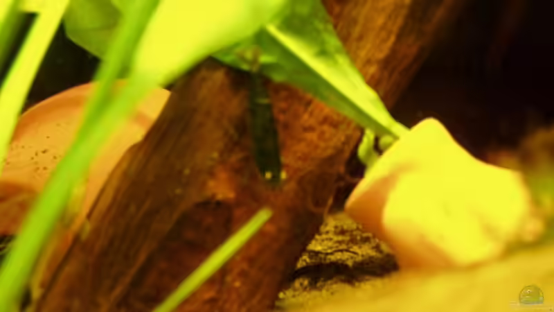 unscharfe Ganrele von Tobias Kappe (9)