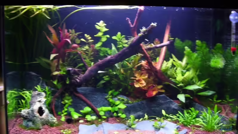 Unscharfes Bild direkt nach der Ersteinrichtung vom 23.04.09 (Noch mit alter Technik) von Basti FFM (2)