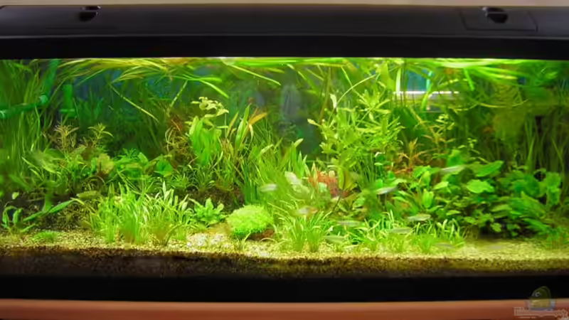 Unser 160 L Becken von Antje und Daniel (1)