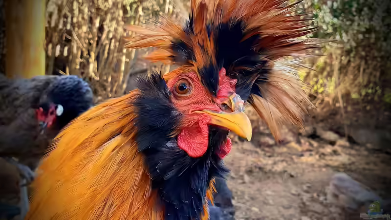 Unser 2 Hobby ???????????????? von Manuela&Mike (8)