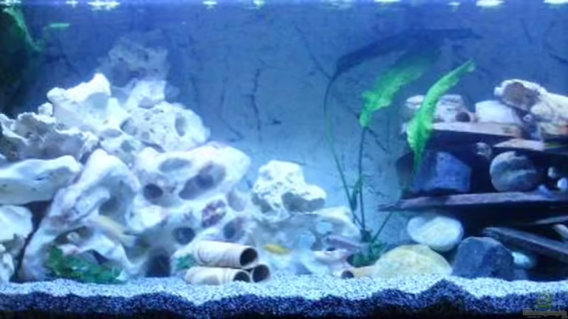 unser 540l  Malawibecken von Frank S. (1)