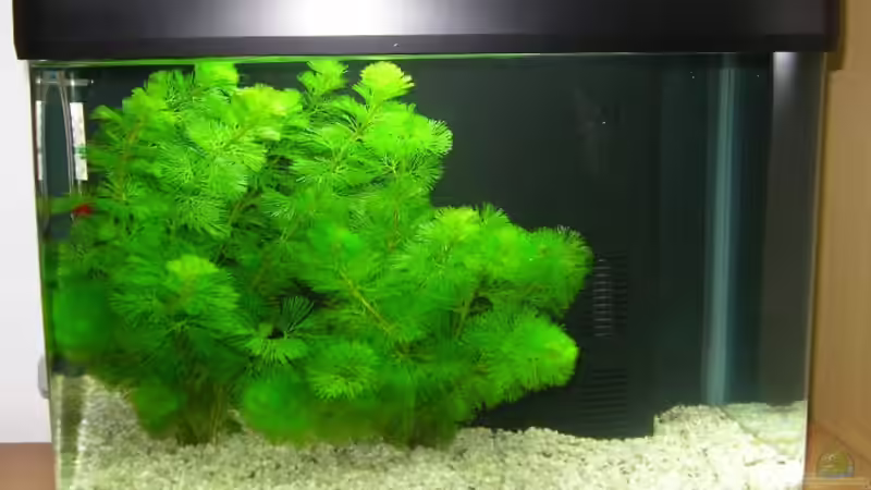 Unser 56 Liter Becken beim Einfahren von Benny Müller (2)