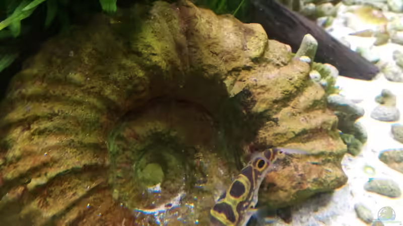 Unser 8er beim Schnecken fressen von Bermuda 3eck (45)