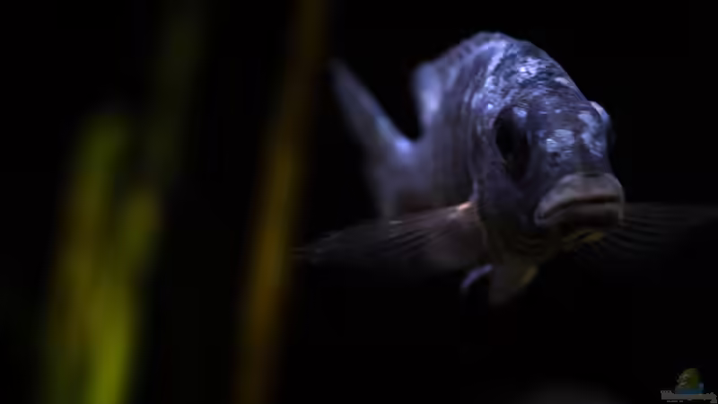 unser adulter Placidochromis phenochilus ´Tanzania´ .. ohne Blitz in der Abenddämmerung .. von AjakAndi (80)