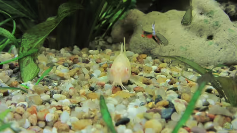 Unser Albino Panzerwels mal ganz fotogen von cypher2020 (7)