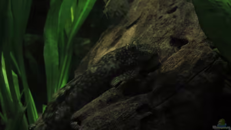 Unser Antennenwels-Weibchen mit einer Amanogarnele im Hintergrund von cypher2020 (4)