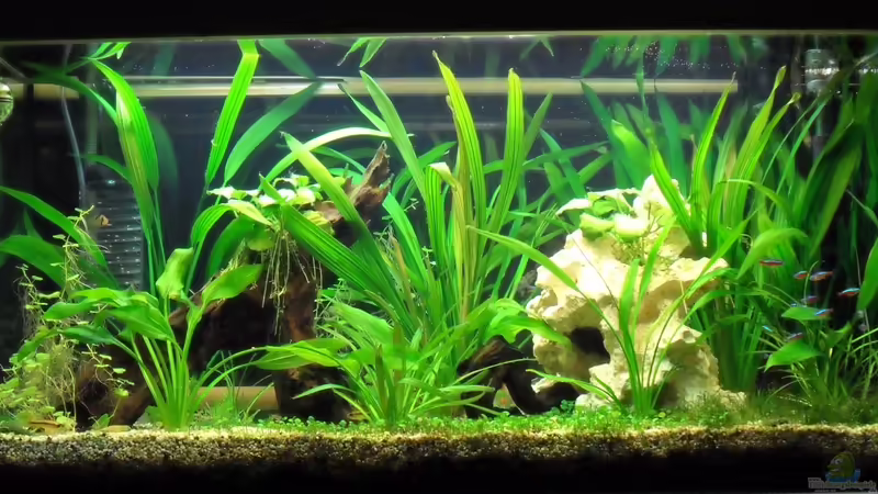 Unser Aquarium 200 l