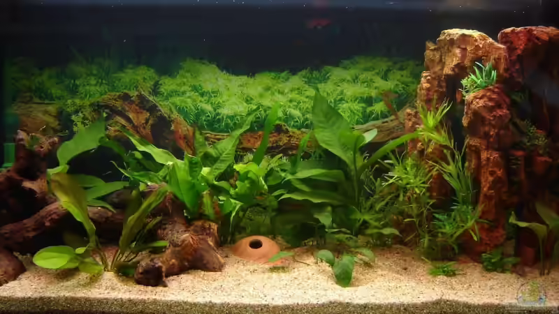 Unser Aquarium im Februar 2009