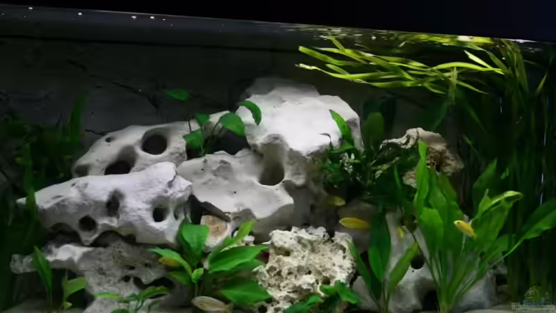 Unser Barschbecken von Cornelius Ohligschläger (2)