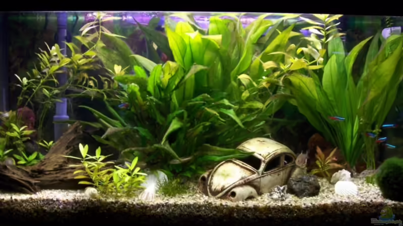 Unser Becken von Dominic und Bianca Gessner (1)