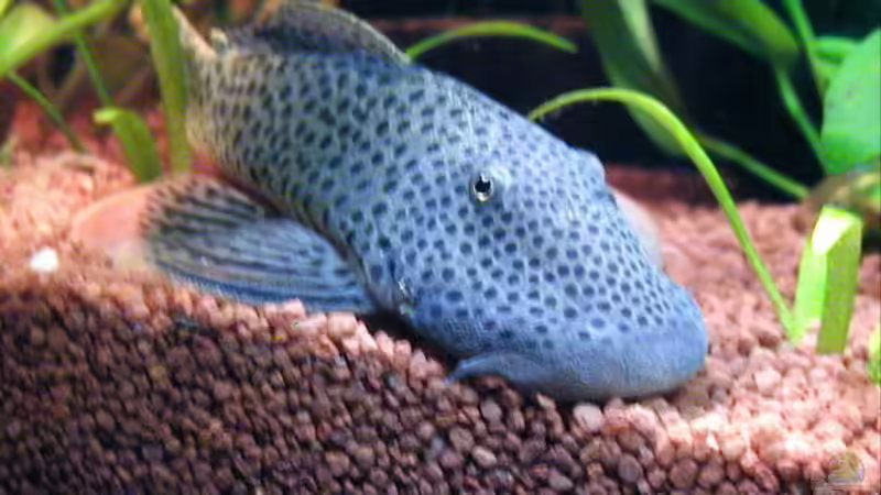 unser dicker L-Wels von Heike Wodzinski (12)