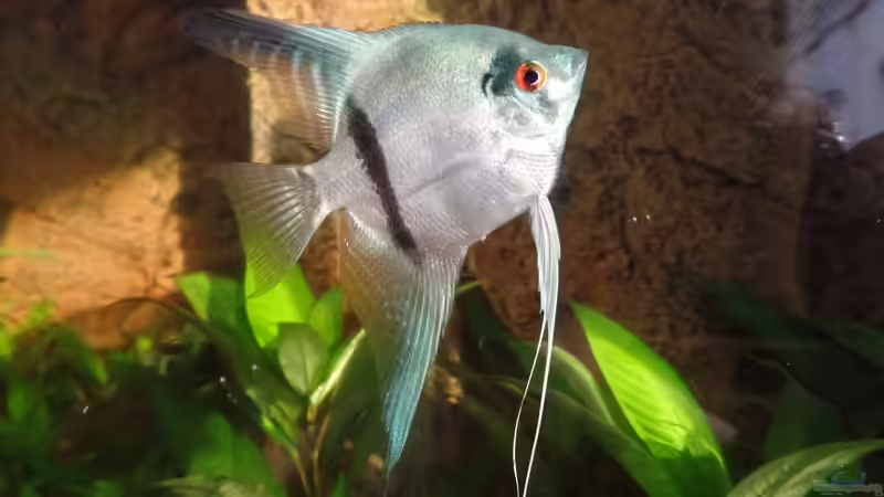 Unser Engel von raubsau (149)