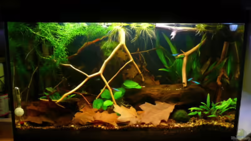 Unser erstes Becken. Zwei Monate alt.