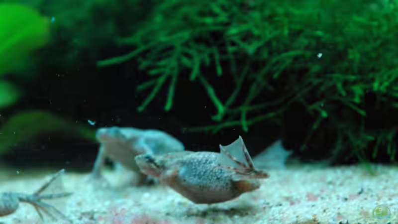 unser fliegendes Tönnchen von WSS (17)