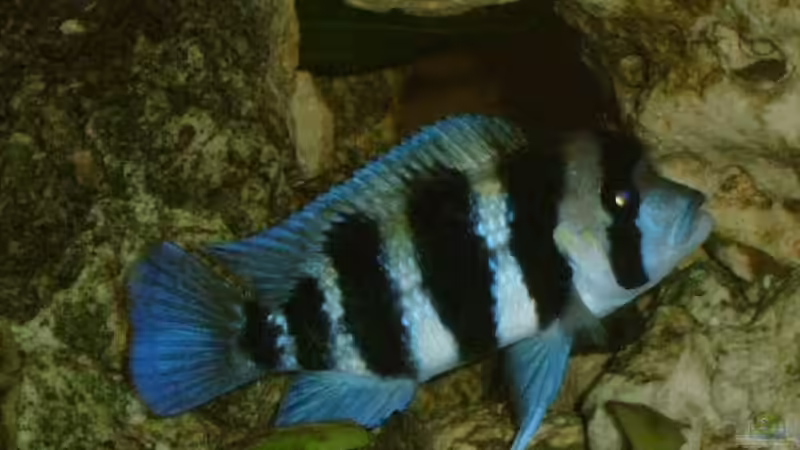 unser Fronti-Mann ( fast 1Jahr alt) von Sandra Ringle und Jörg Buß (16)