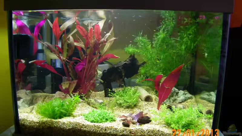 Unser Garnelenbecken von Bienchen1976 (1)