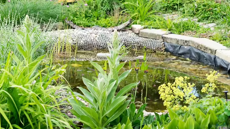 Unser Gartenteich am 19.06.2019 von Acki50 (18)