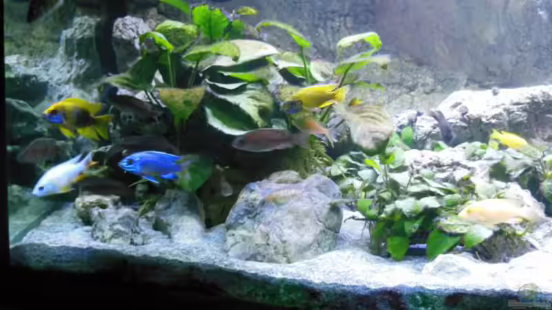 unser gemeinsames Schlafquartier - Lebensbaum 1 von tomwu (46)