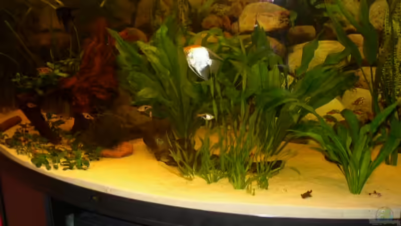 Unser grosses 450 Liter Becken