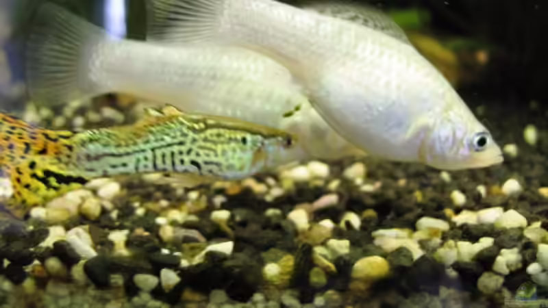 Unser Guppy m, der gerne nur ´artfremde´ Damen beglücken möchte von Monika Maier (25)