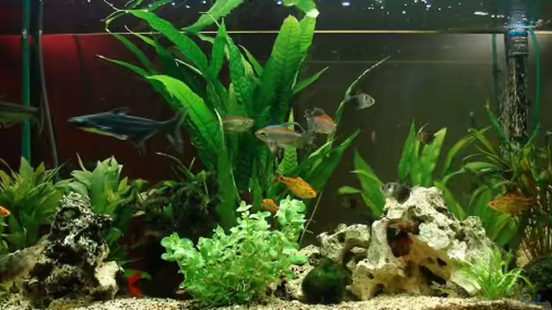 Unser Hauptaquarium von Marcel & Nadine (1)