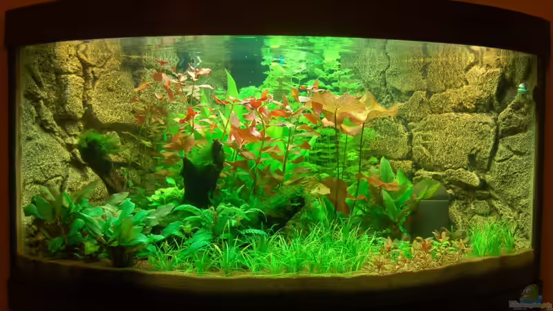 Unser Juwel Trigon 350 am 03.11.2012 von Sven Seibert (32)