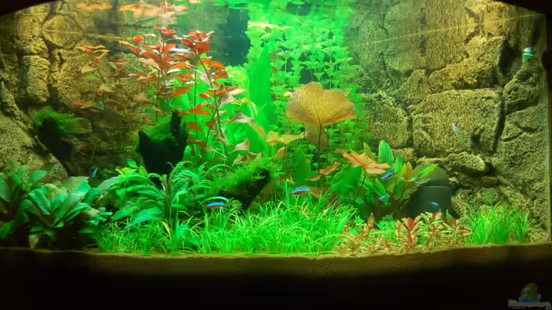 Unser Juwel Trigon 350 am 06.11.2012 von Sven Seibert (33)