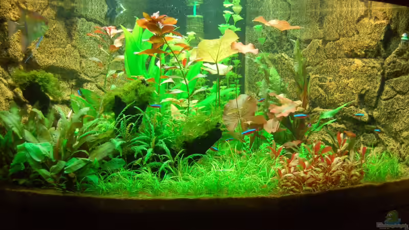 Unser Juwel Trigon 350 am 06.12.2012 von Sven Seibert (42)