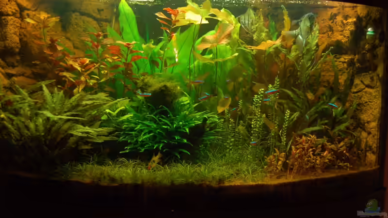 Unser Juwel Trigon 350 am 12.08.2013 von Sven Seibert (47)