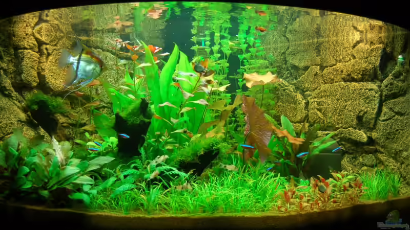 Unser Juwel Trigon 350 am 12.11.2012 von Sven Seibert (41)