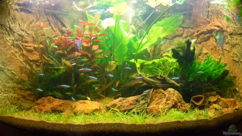 Unser Juwel Trigon 350 am 13.10.2013 von Sven Seibert (50)