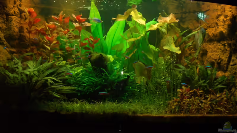 Unser Juwel Trigon 350 am 16.08.2013 von Sven Seibert (48)