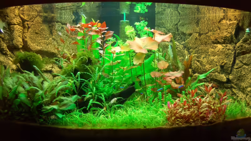 Unser Juwel Trigon 350 am 18.12.2012 von Sven Seibert (44)