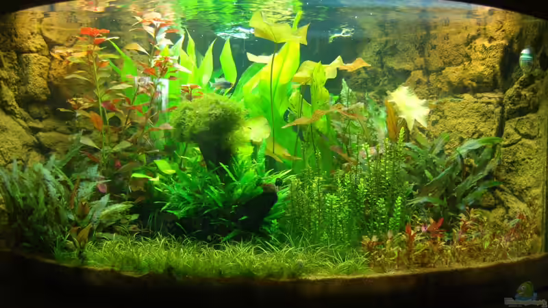 Unser Juwel Trigon 350 am18.06.2013 von Sven Seibert (45)