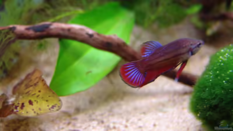 Unser Kafi Mann von Mathias John (4)