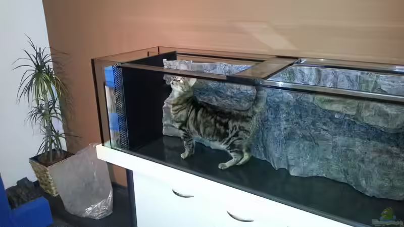 Unser Kater Sam beim Trockentauchen ;-) von ~MISCHA WILKEN~ (11)